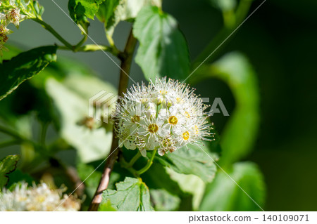 Close-up of white flowers and brightly on green leaves of a young tree Close-up of white flowers and brightly on green leaves of a young tree 140109071