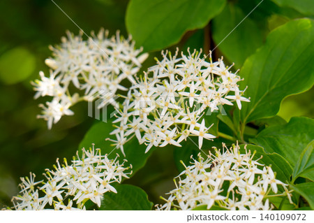 Close-up of white flowers and brightly on green leaves of a young tree Close-up of white flowers and brightly on green leaves of a young tree 140109072