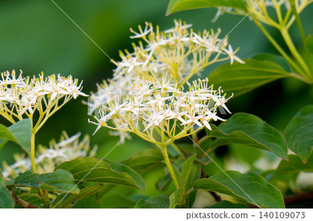 Close-up of white flowers and brightly on green leaves of a young tree Close-up of white flowers and brightly on green leaves of a young tree 140109073