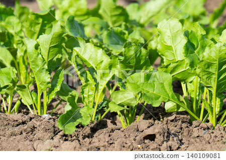 Beet growing 140109081
