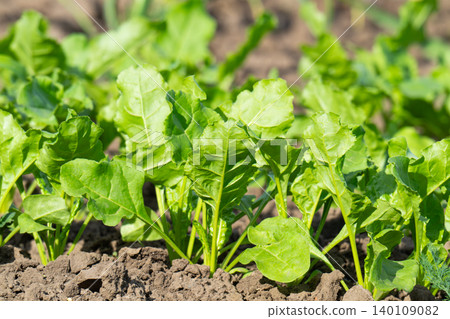 Beet growing Beet growing 140109082