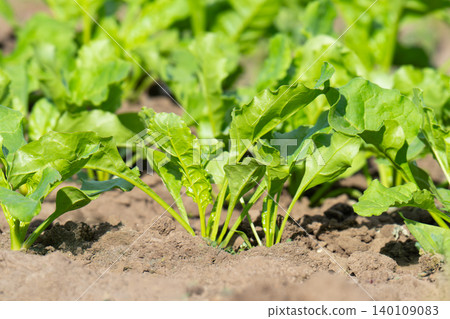 Beet growing Beet growing 140109083