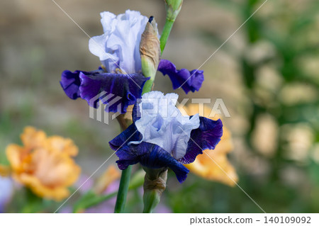 Irises bloom in a summer garden. 140109092