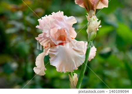 Irises bloom in a summer garden. 140109094