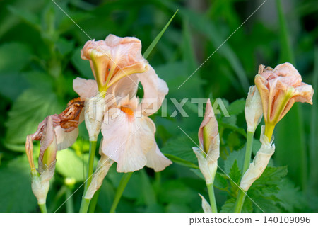 Irises bloom in a summer garden. Irises bloom in a summer garden. 140109096