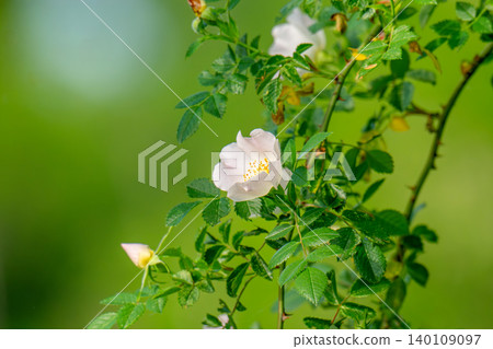 Dog Rose blossoms Dog Rose blossoms 140109097