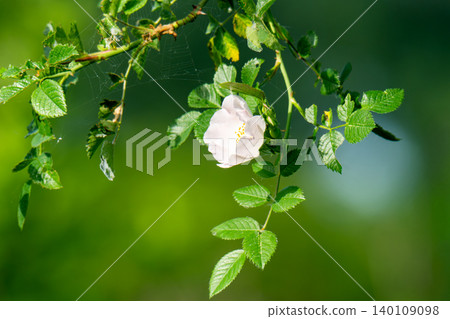 Dog Rose blossoms Dog Rose blossoms 140109098