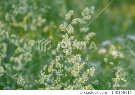 Beautiful green grass in a meadow Beautiful green grass in a meadow 140109115