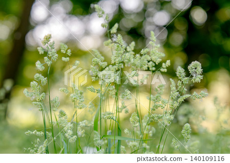 Beautiful green grass in a meadow 140109116