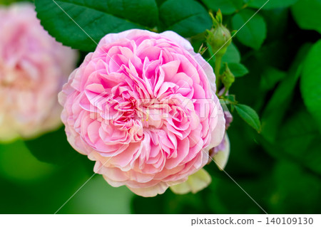 A deep pink rose in full bloom. 140109130