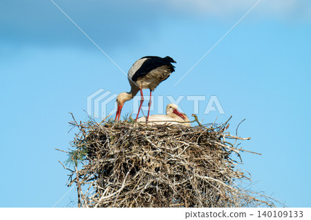 White storks on the nest. White storks on the nest. 140109133