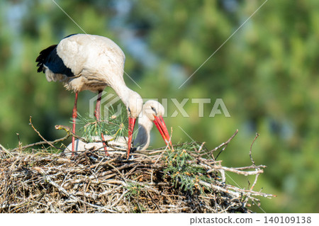 White storks on the nest. White storks on the nest. 140109138