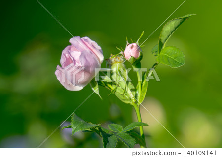 Dog Rose blossoms 140109141