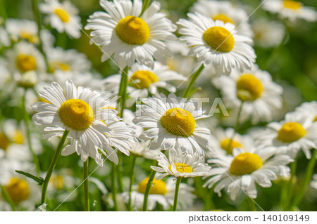 Macro details of white colored Daisy flowers Macro details of white colored Daisy flowers 140109149