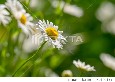 Macro details of white colored Daisy flowers Macro details of white colored Daisy flowers 140109154