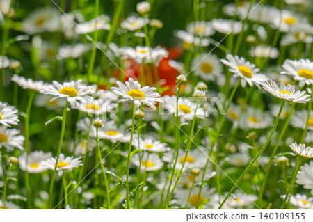 Macro details of white colored Daisy flowers 140109155