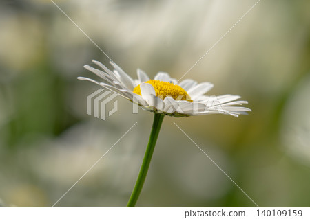 Macro details of white colored Daisy flowers Macro details of white colored Daisy flowers 140109159