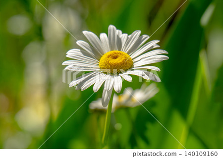 Macro details of white colored Daisy flowers Macro details of white colored Daisy flowers 140109160