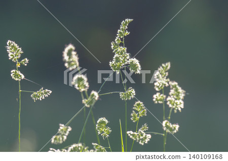 Beautiful green grass in a meadow Beautiful green grass in a meadow 140109168
