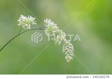 Beautiful green grass in a meadow Beautiful green grass in a meadow 140109170