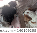 Two Cavalier King Charles Spaniels sleeping side by side. 140109268