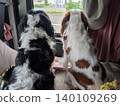 Two Cavalier King Charles Spaniels looking out the window from inside a car. 140109269