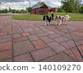 Two Cavalier King Charles Spaniels walking across the square and the brick pavement. 140109270
