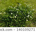 A clump of clover with white flowers 140109271