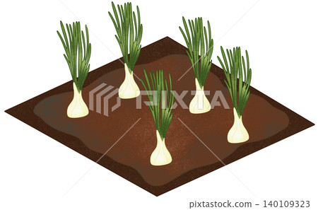 spring onion field illustration 140109323