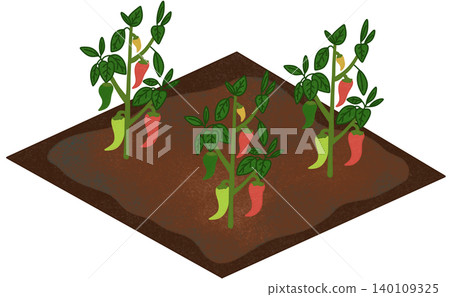 chili field illustration chili field illustration 140109325