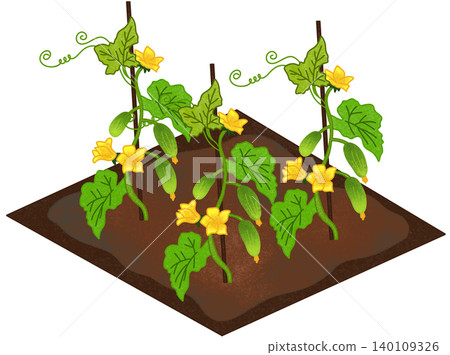 cucumber field illustration 140109326