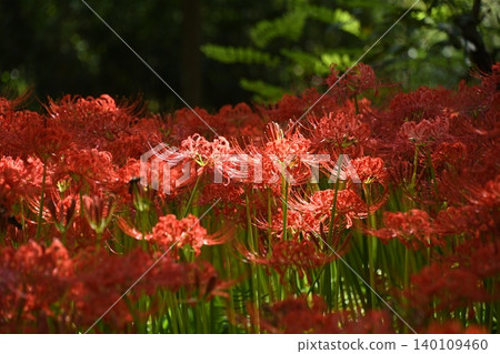 Spider lilies and sunlight Spider lilies and sunlight 140109460