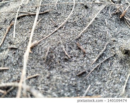 Natural Sand Texture with Dry Pine Needles Background 140109474