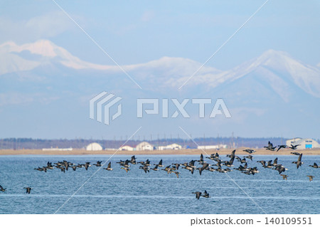 A flock of Brant geese flying against the backdrop of the Shiretoko mountain range in Hashikotan, Hokkaido. A flock of Brant geese flying against the backdrop of the Shiretoko mountain range in Hashikotan, Hokkaido. 140109551