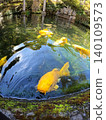 Swimming carp 140109573