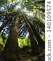 A large tree towering 140109574
