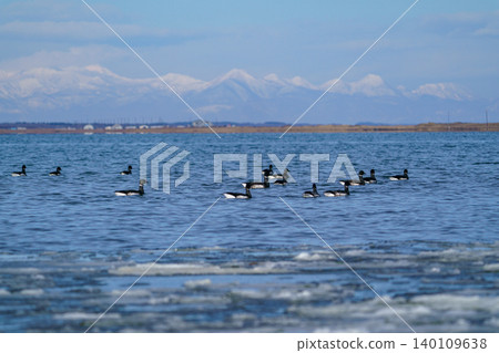 A flock of Brant geese resting on the ice in Hashikotan, Hokkaido. A flock of Brant geese resting on the ice in Hashikotan, Hokkaido. 140109638
