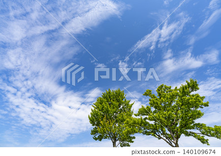Blue sky and clouds and trees Blue sky and clouds and trees 140109674