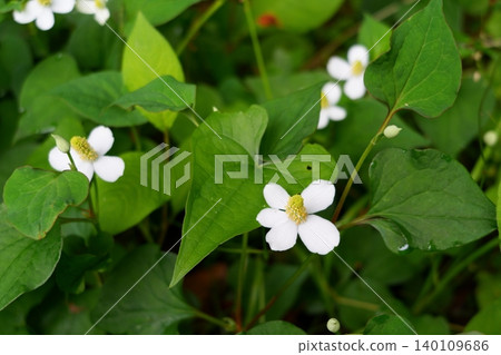 Lucky Houttuynia cordata Lucky Houttuynia cordata 140109686
