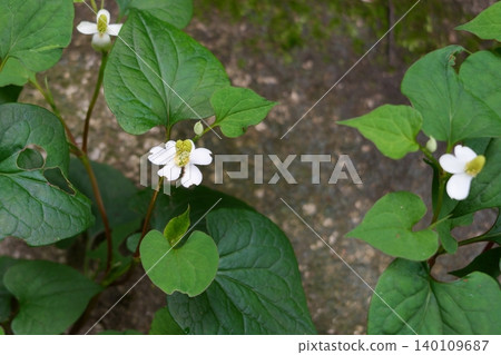 Lucky Houttuynia cordata Lucky Houttuynia cordata 140109687