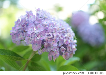 The hydrangea flowers are starting to turn a light purple color. The hydrangea flowers are starting to turn a light purple color. 140110108