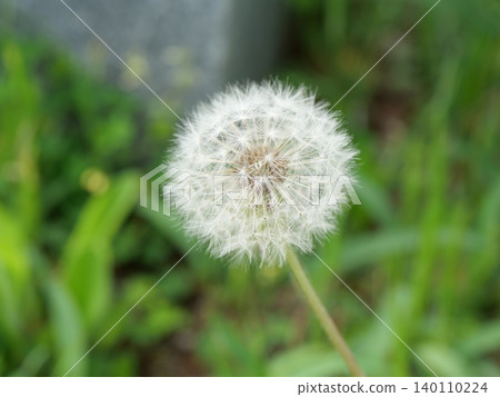 Dandelion's fluff Dandelion's fluff 140110224