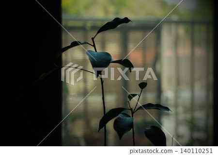 Houseplant (Ficus microcarpa) as seen from inside the house. Houseplant (Ficus microcarpa) as seen from inside the house. 140110251