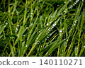 A stunning macro close-up photograph of fresh green grass blades covered in water droplets, filling the entire frame edge to edge. 140110271
