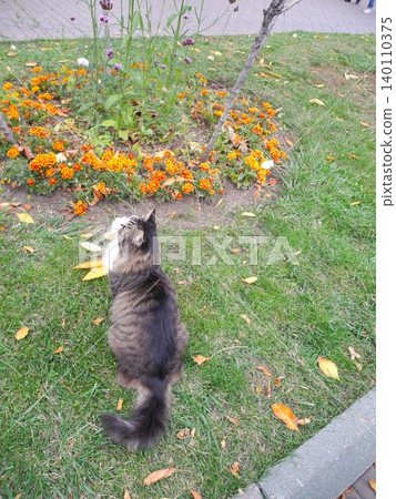 Top view of fluffy cat sitting on grass with orange flowers and early autumn golden leaves. Charming seasonal scene Top view of fluffy cat sitting on grass with orange flowers and early autumn golden leaves. Charming seasonal scene 140110375