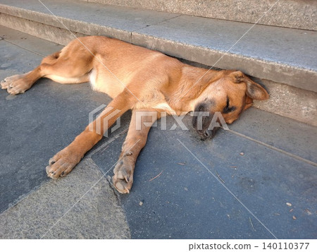 A young red stray dog sleeping on the stairs in the city. This illustration highlights the need for a safe place for homeless pets A young red stray dog sleeping on the stairs in the city. This illustration highlights the need for a safe place for homeless pets 140110377
