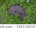 A straightforward close-up overhead shot of a large fresh cow pat (cow dung/manure) lying on green grass in an outdoor field or pasture. 140110419