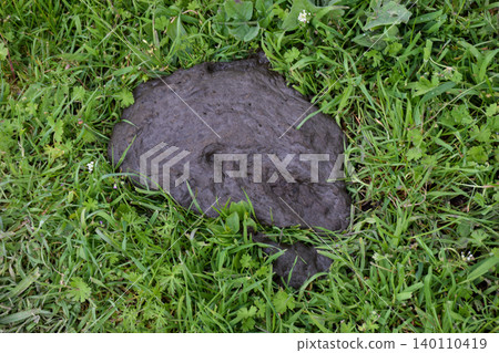 A straightforward close-up overhead shot of a large fresh cow pat (cow dung/manure) lying on green grass in an outdoor field or pasture. 140110419