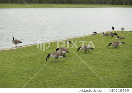 Flock of Canada geese grazing by waterside Flock of Canada geese grazing by waterside 140110489