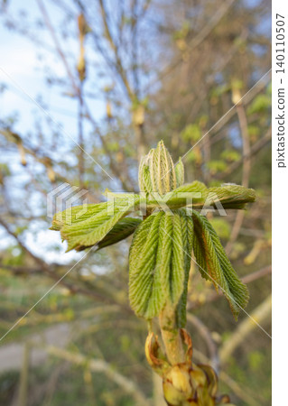 Young horse chestnut leaves unfolding in warm spring sunlight vertical format 140110507